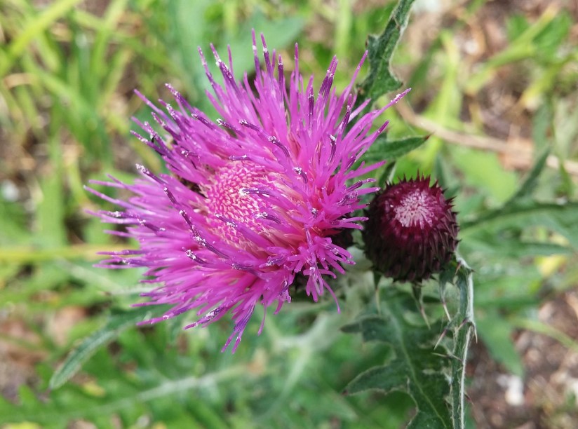 밀크씨슬 효과와 복용법