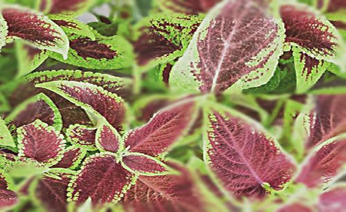 콜레우스 포스콜리(Coleus Forskohlii)