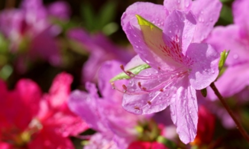 군포 철쭉축제 초대가수