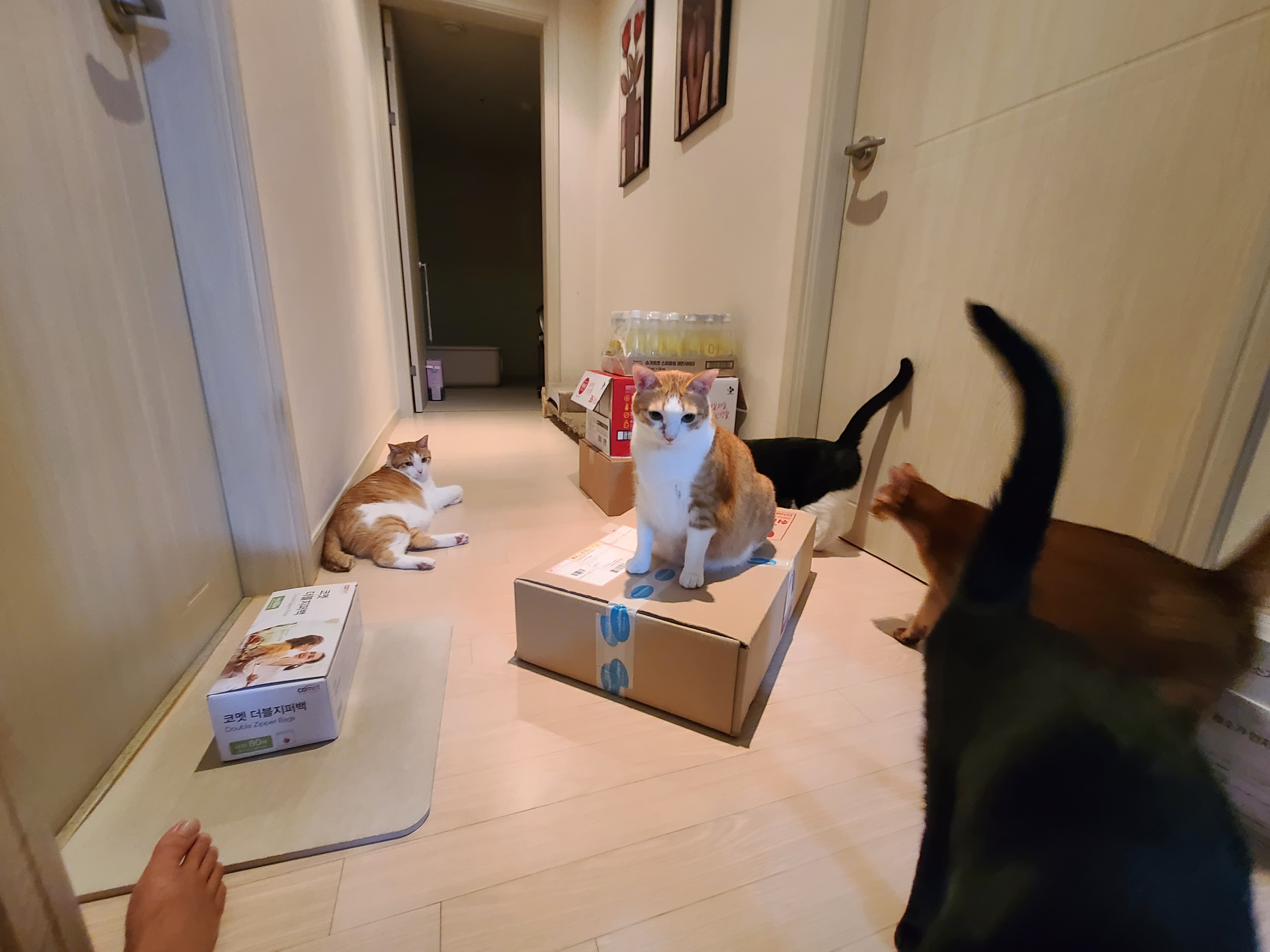 사료 소분 방해하는 고양이들.(feat. 파미나 사료)