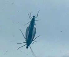 러브버그의 문제점과 피해