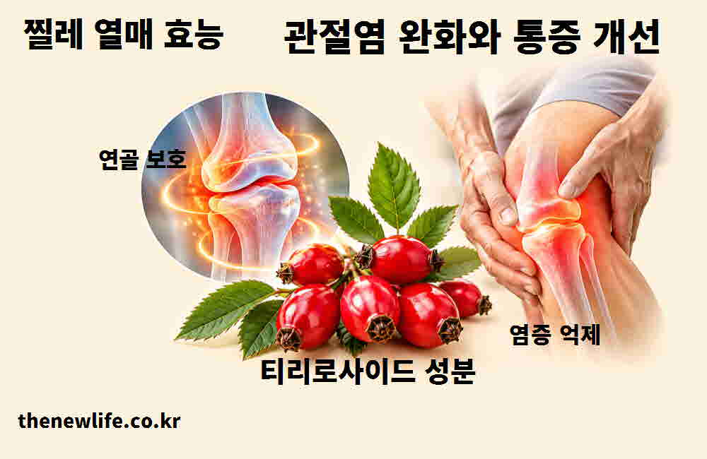 찔레 열매 효능 관절염 완화 통증 개선