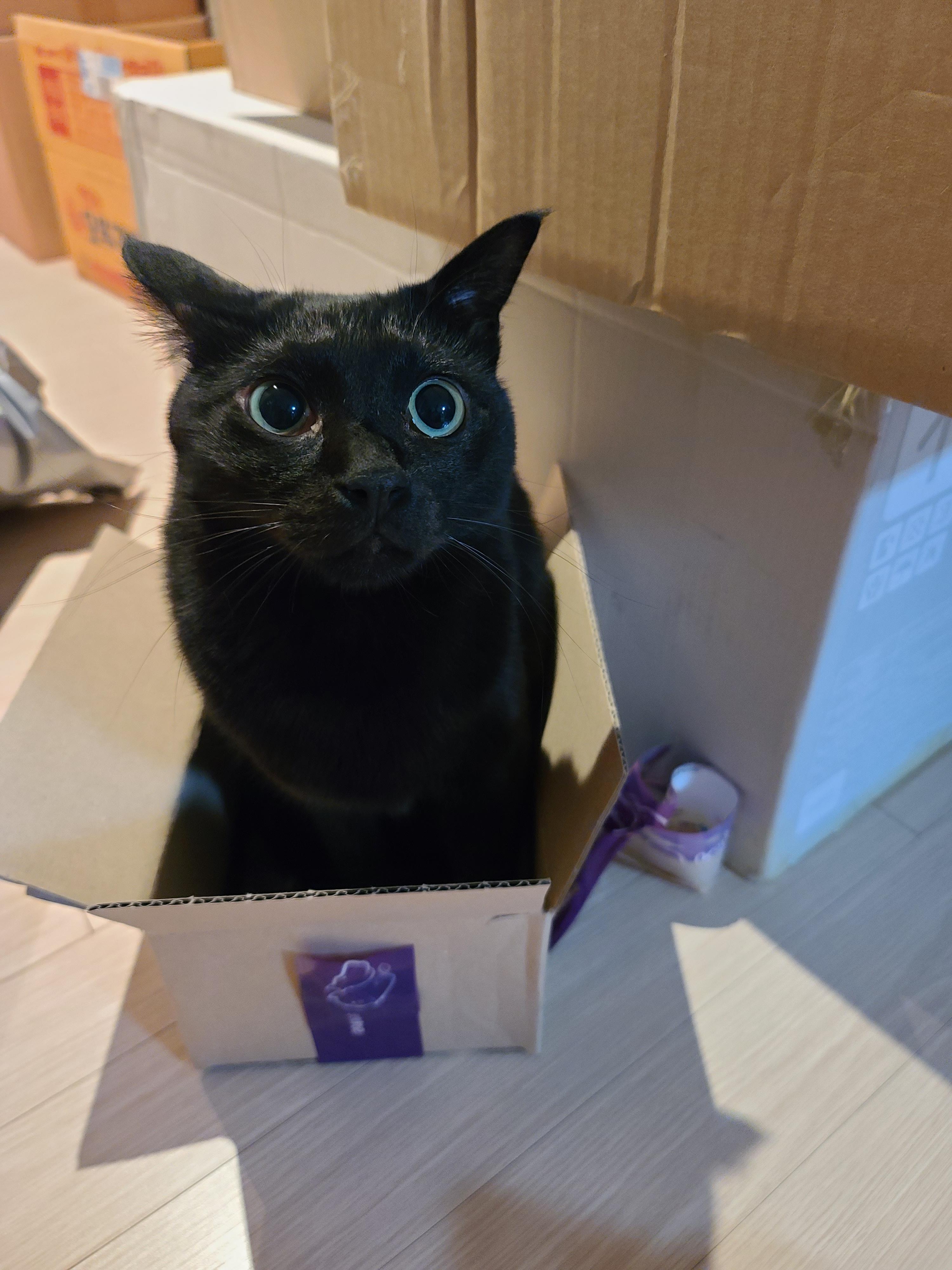 고양이 오메가3