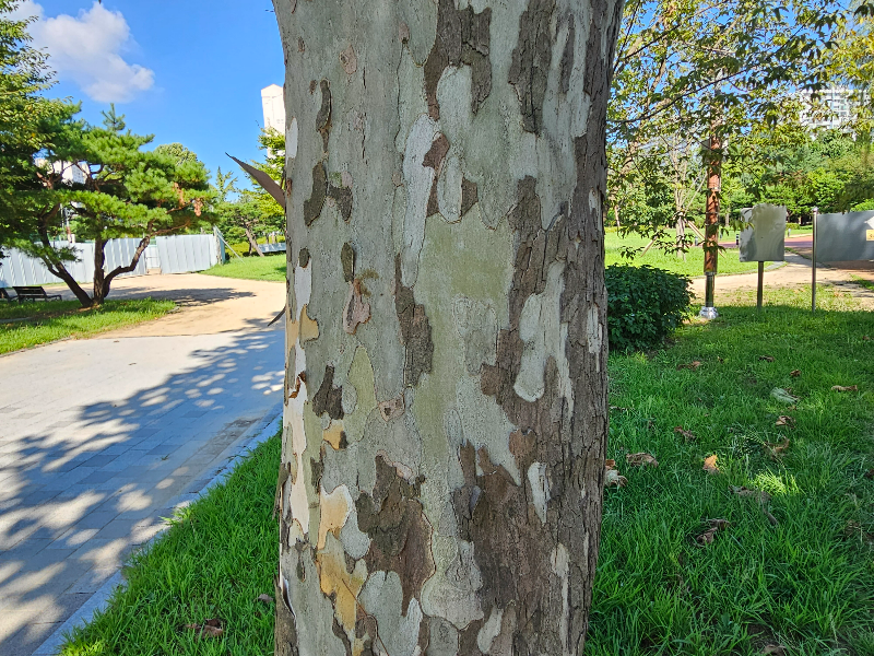 양버즘나무 수피1