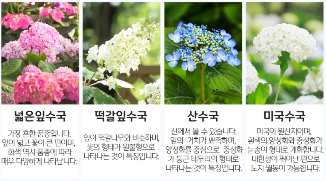 아침고요수목원 수국