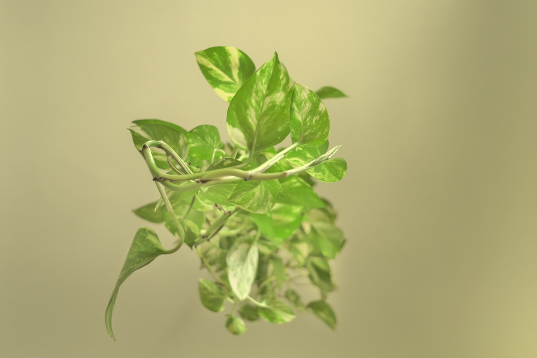 Green New Deal