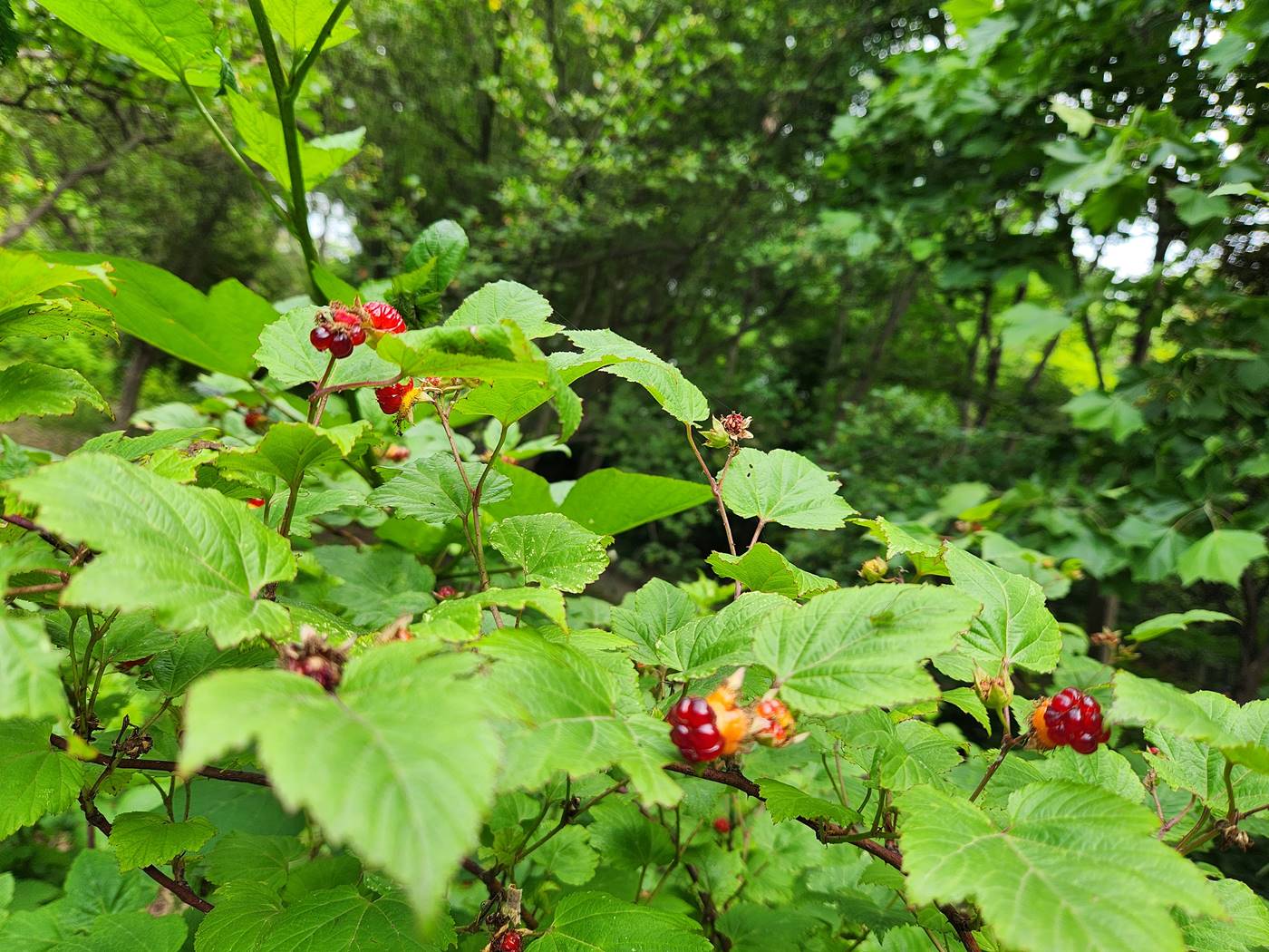 산딸기 Wild Strawberries