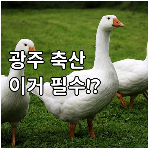 2025년 광주광역시 축산업 정책: ..