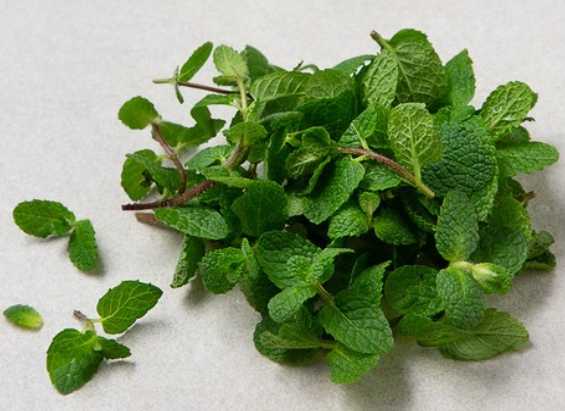 가을에 피는 꽃 종류 애플민트