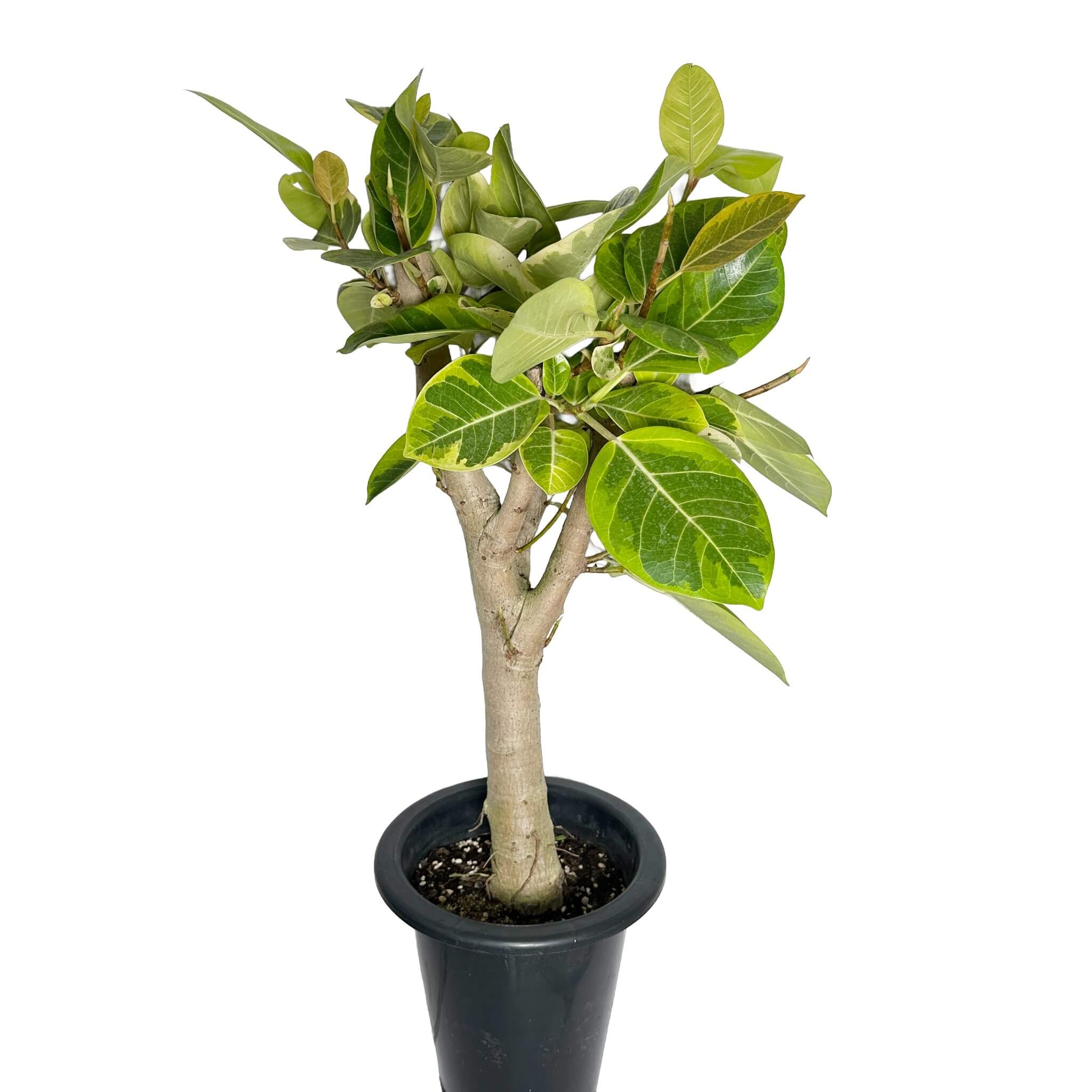 뱅갈 고무나무 실내에서 키우는 법