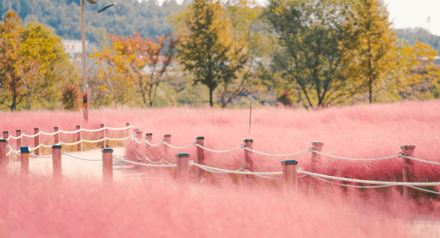 핑크뮬리 개화시기