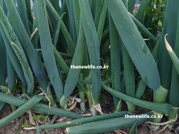 대파 효능의 혈압 조절을 돕는 칼륨과 특유의 매운맛을 강조한 신선한 실물 대파 이미지