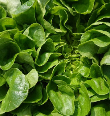 배추 효능 부작용 칼로리