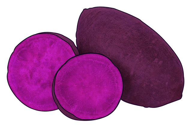 고구마 모종 순 심는 시기 (feat. 한국에서 잘 키우기 위해 꼭 알아야 할 7가지)