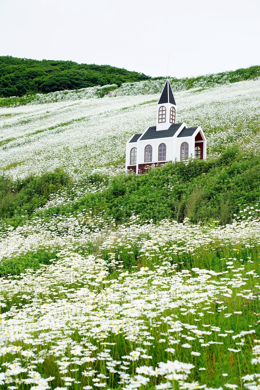 평창 육백마지기 샤스타 데이지
