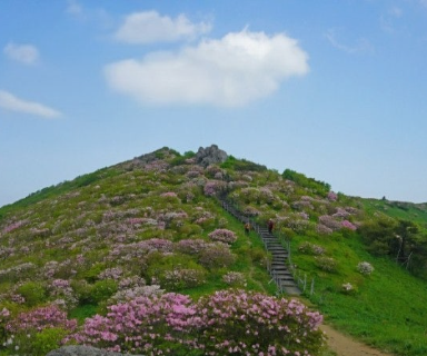 소백산 철쭉 개화시기