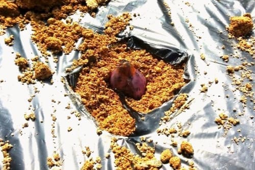 쪽파-심기-종자-종구-심는방법-파종방법