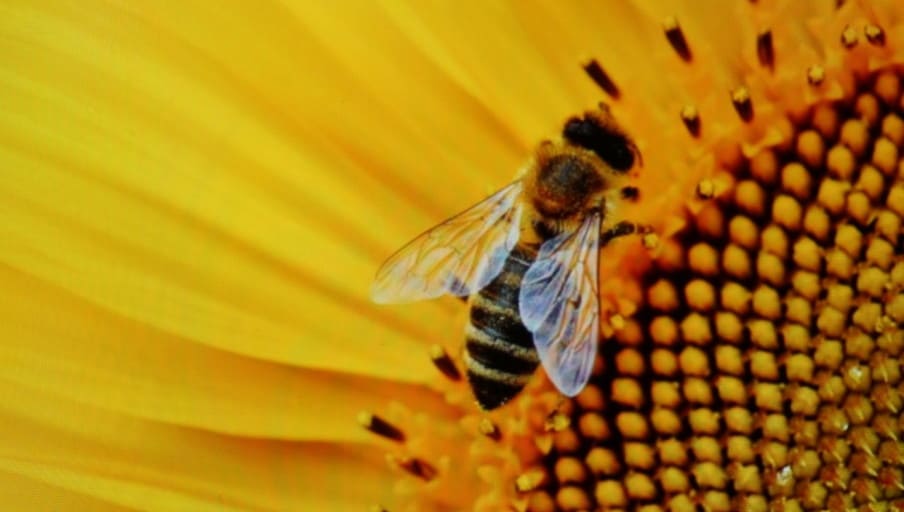 말벌을 잡는꿈, 말벌이 죽은꿈, 말벌 시체꿈