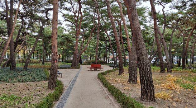 소나무 산책로 사진
