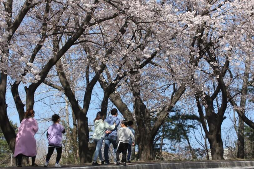 홍제정수장 벚꽃길