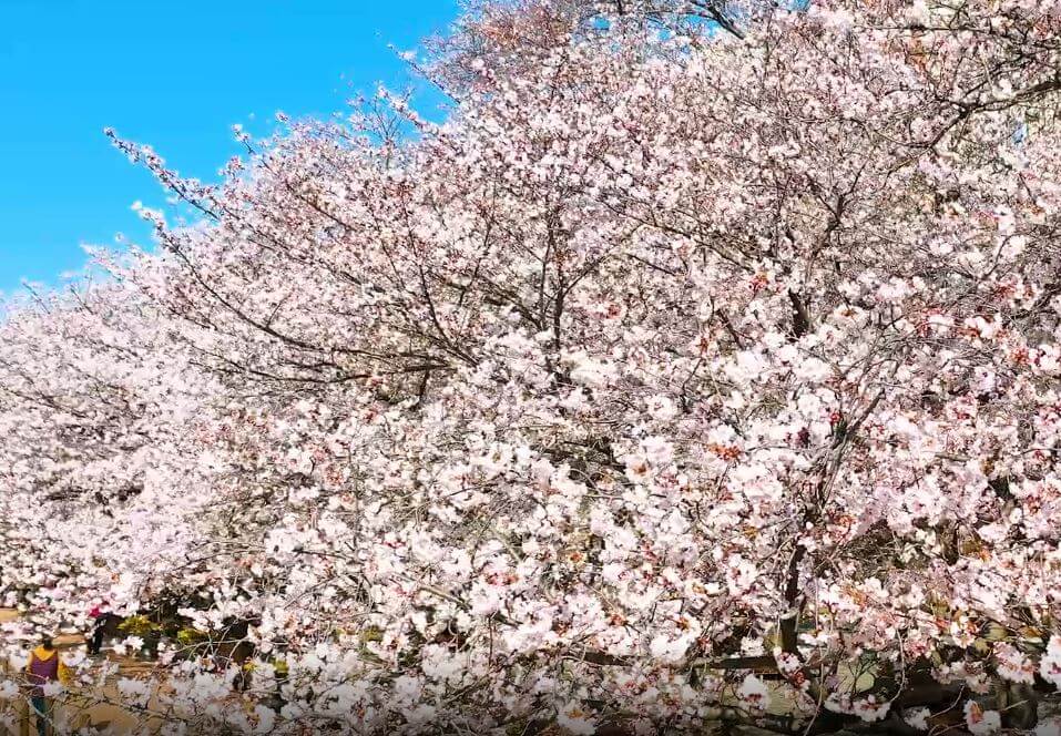 진해 군항제 축제 정보
