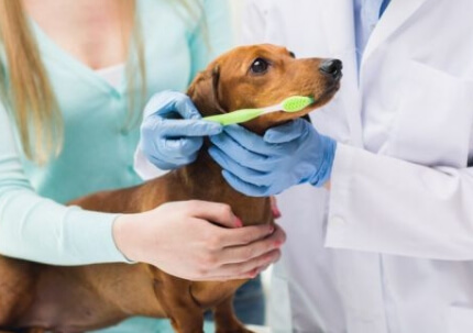 치과 치료받는 강아지 모습