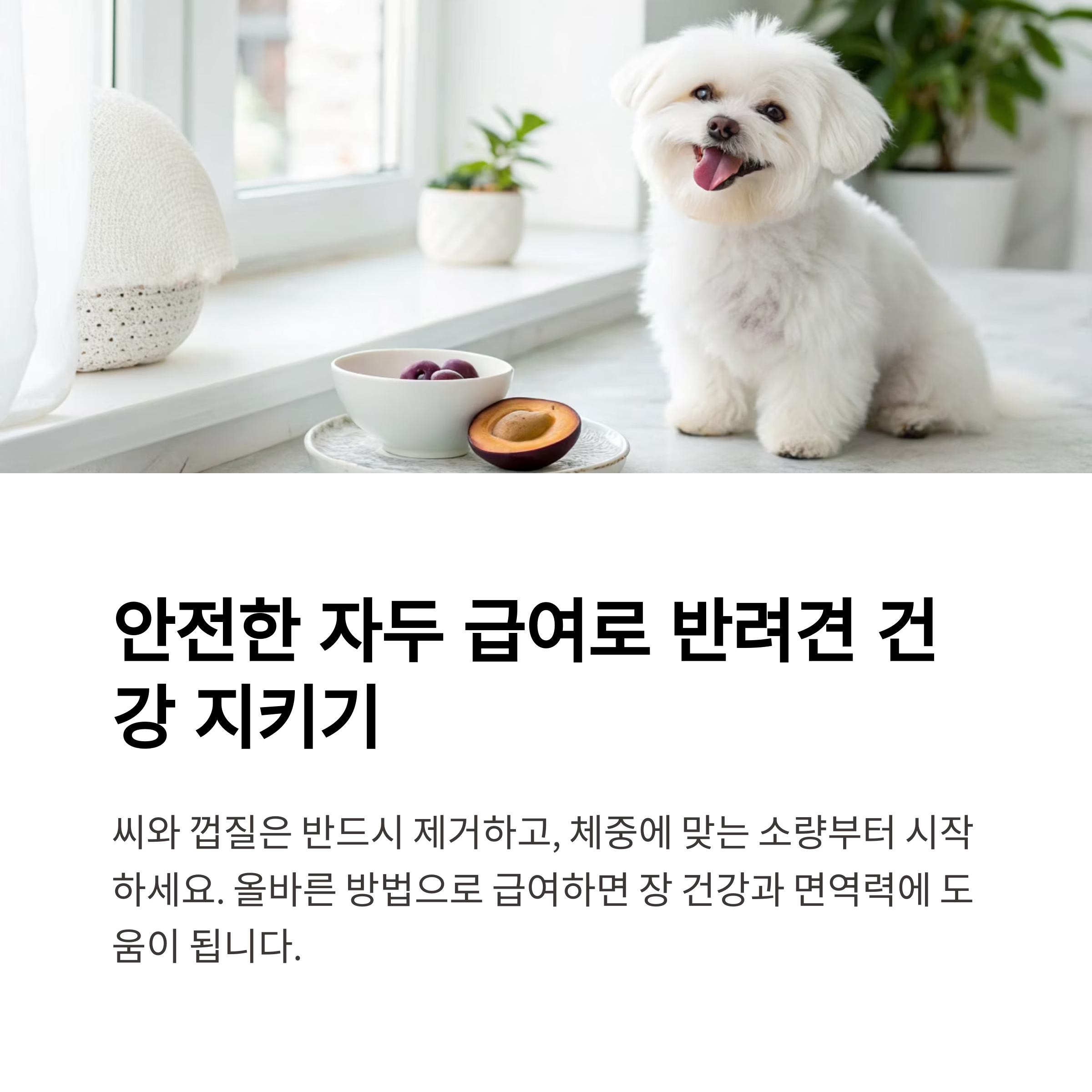 안전한 자두 급여로 반려견 건강 지키기