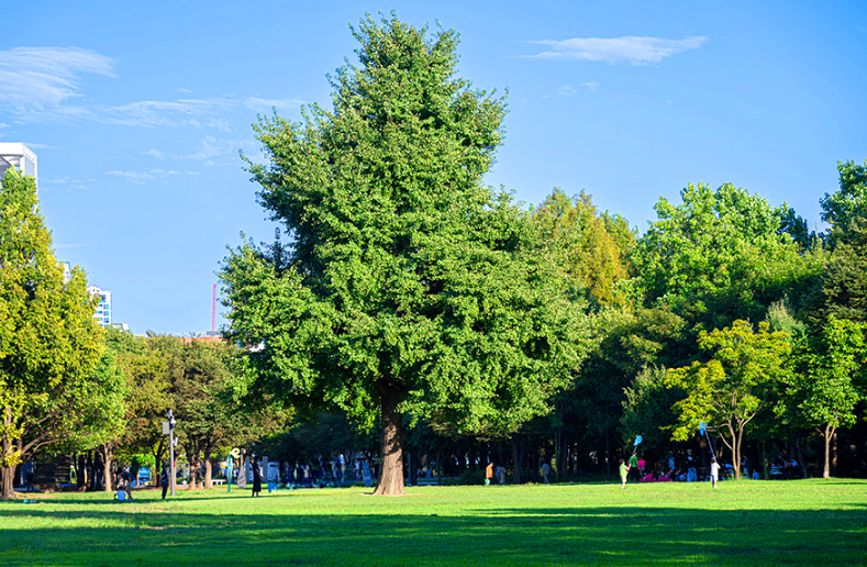 서울숲 은행나무