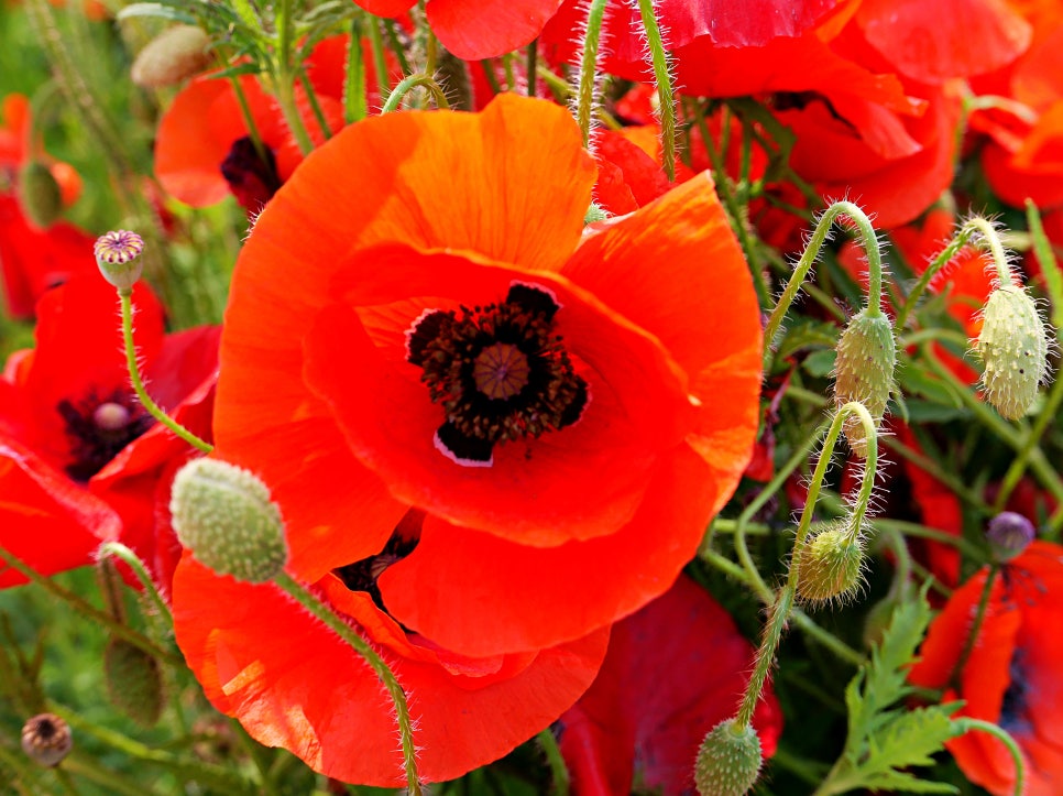 수원 탑동시민농장