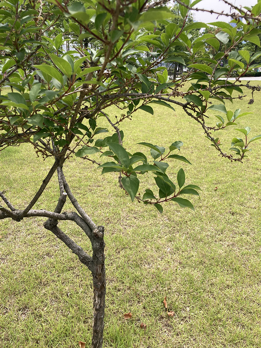 개나리
