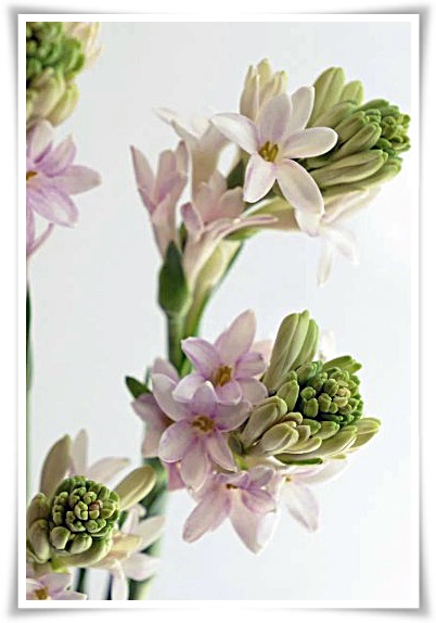 화초 "튜베로즈" 농염과 환락의 꽃내음, 달빛 아래 피어나는 월하향 향기의 마법!