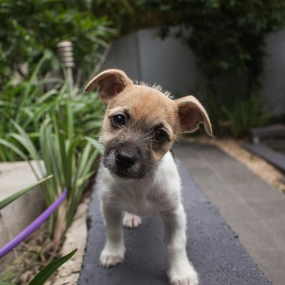 강아지 식단 관리법