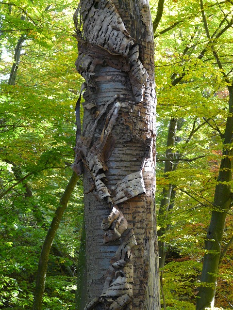 나무껍질도 호흡을 하는가?