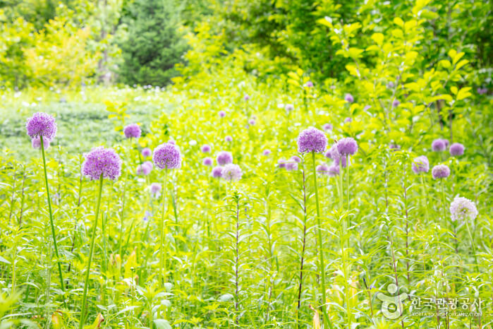 강원도 춘천 가볼만한 곳