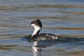 6. 후닌 논병아리의 감각 능력: 시각·청각·촉각 반응 분석