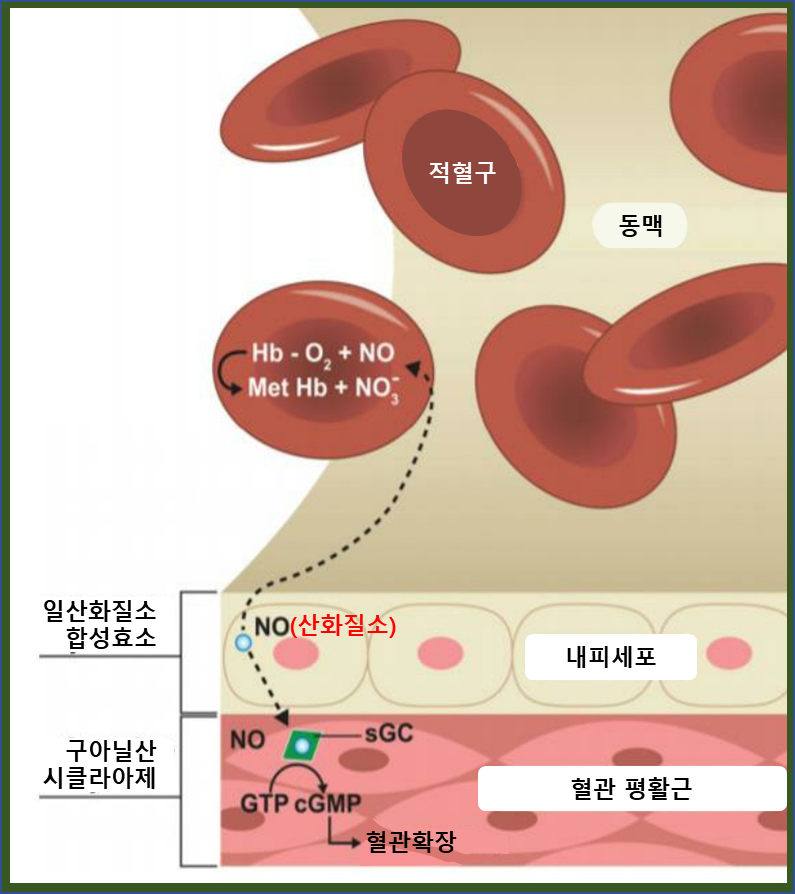 산화질소의 주요 반응