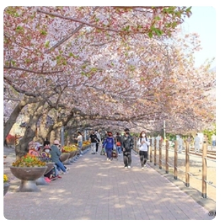 벚꽃 축제 일정 2024 벚꽃 만개 시기