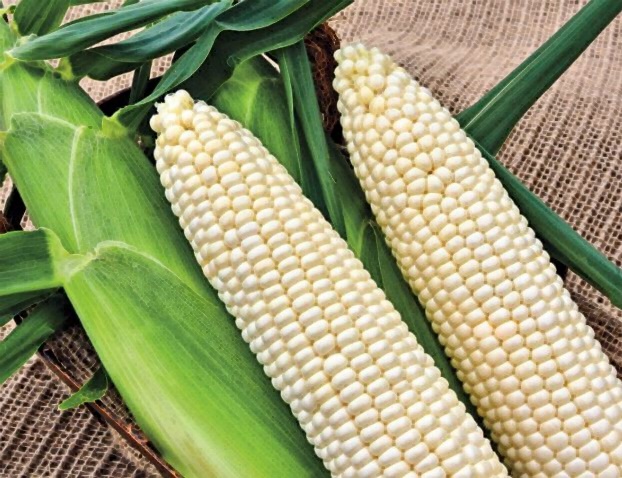 초당옥수수 보관법