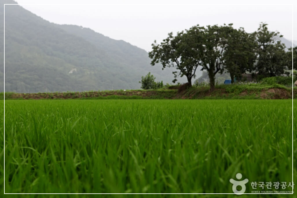 임실 가볼만한곳 베스트10 구담마을(매화길·영화 〈아름다운 시절〉 촬영지)