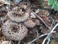 능이버섯 채취시기, 능이버섯 효능 및 능이버섯 가격