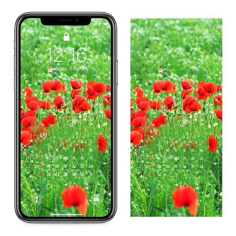 05 꽃양귀비 여러송이 AB - 2025년5월 아이폰달력배경화면