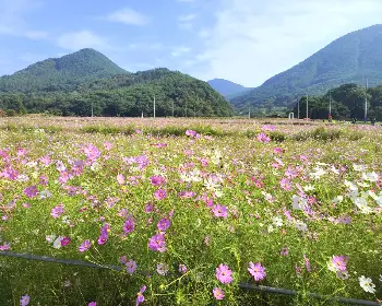 하동 북천 코스모스 메밀꽃 축제_7