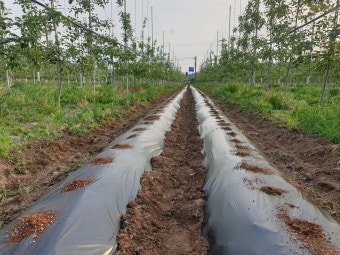 참깨 파종 전 토양 준비