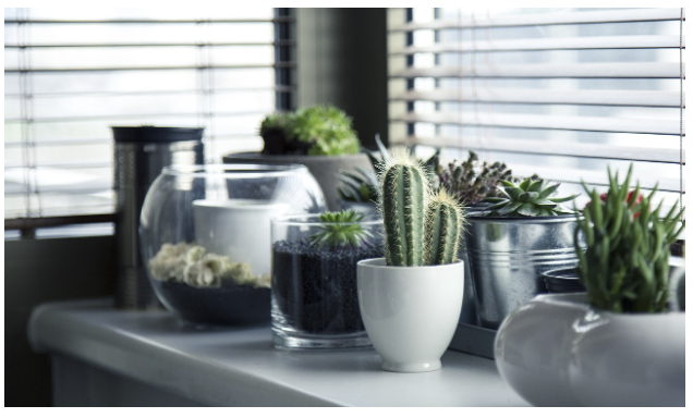 선인장 (Cactus) - 척박한 환경 속 생존의 아이콘