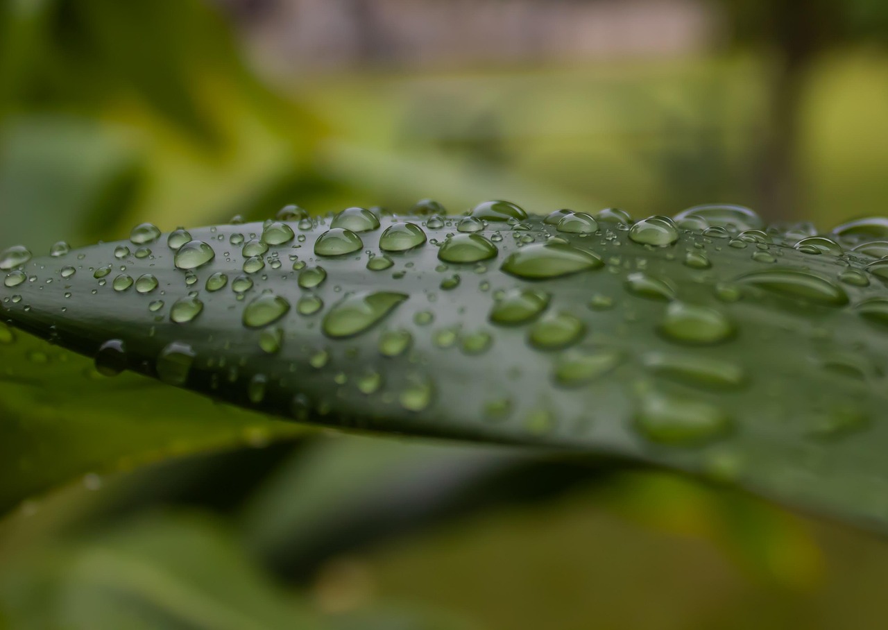 2025년 서울 장마 기간