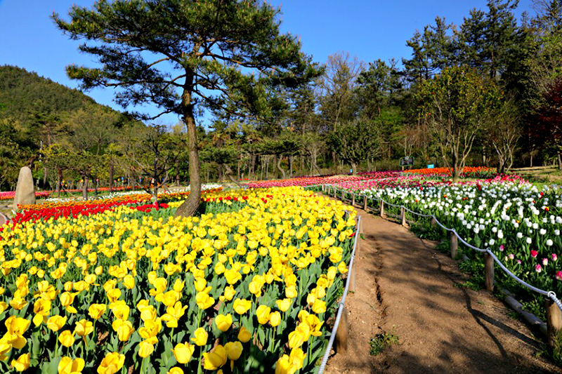 장흥 하늘빛수목정원 튤립축제