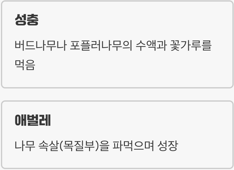 1. 숲에서 온 멋진 방문객, 그 정체는?