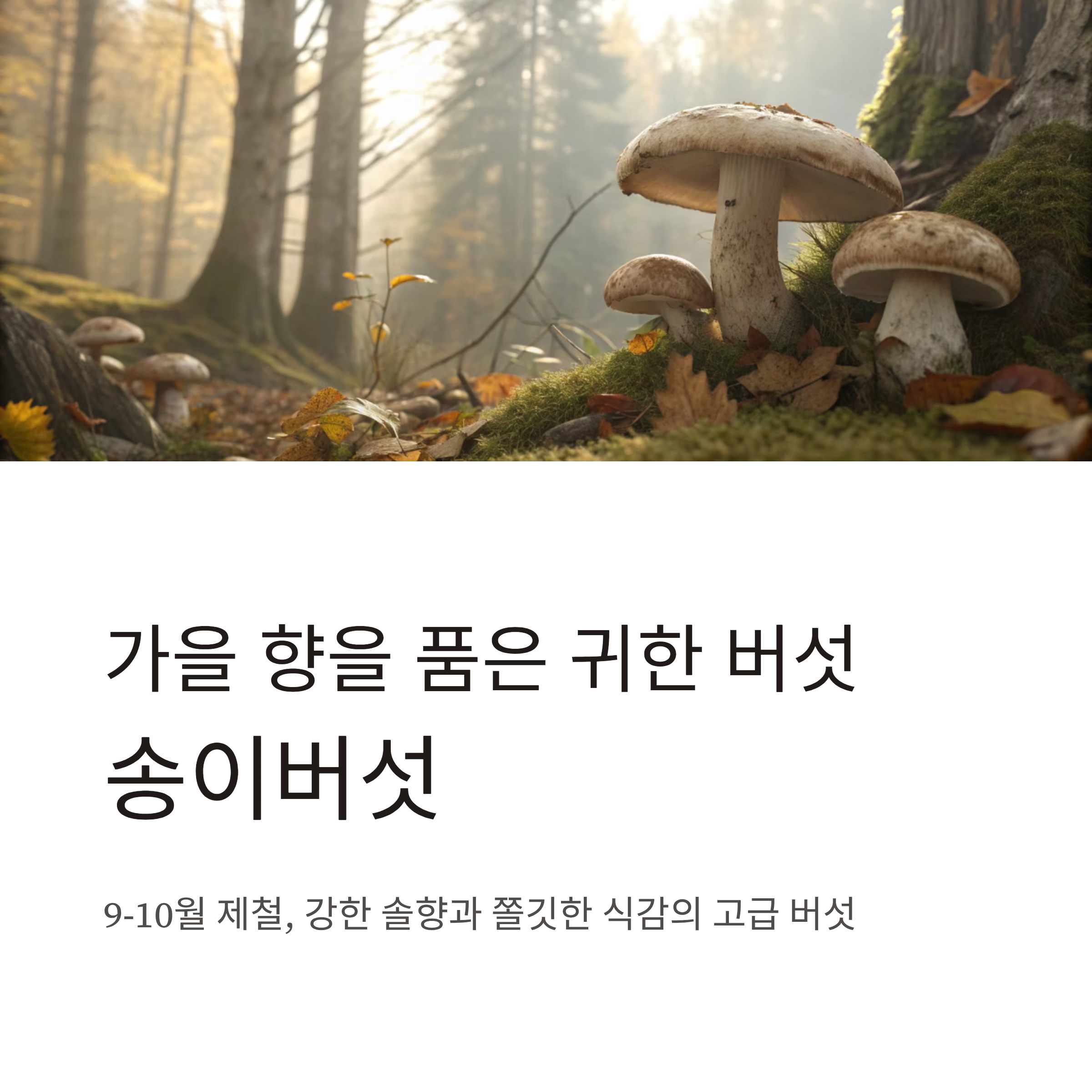 송이버섯 먹는법 완벽정리|향 손상 없이 즐기는 손질·구이·밥 요리 꿀팁