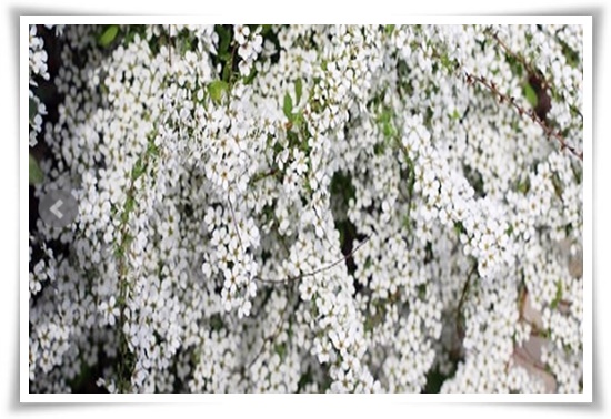 "설유화" 눈꽃보다 아름다운 꽃, 봄을 깨우는 순백의 기적!