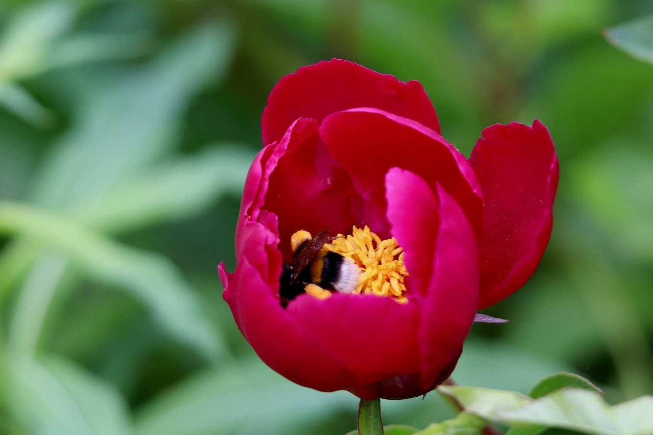 서울대공원 장미원축제 입장료 기본정보